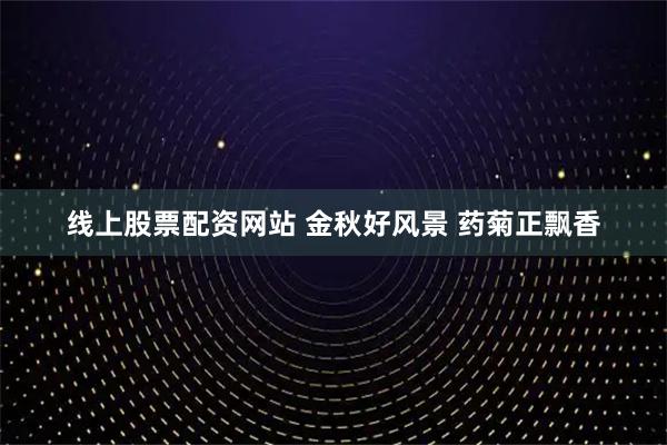线上股票配资网站 金秋好风景 药菊正飘香